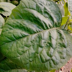 Close-up of green leaf