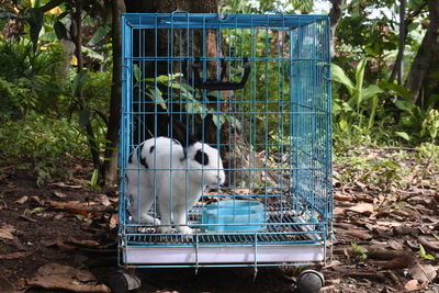 Rabbit in a blue iron cage. video of cute white rabbit in a grid of boxes.