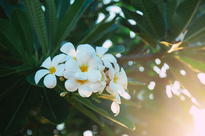 Close-up of white flowering plant