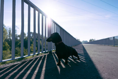 Dog standing on bridge
