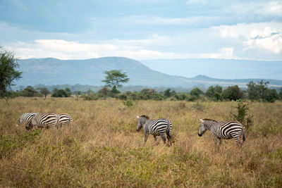 Zebra standing on field against sky