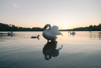 Swan swimming in lake against sky during sunset