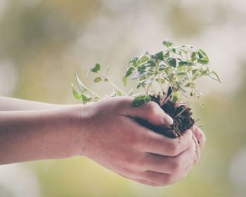 Close-up of hand holding plant