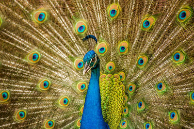 Close-up of peacock