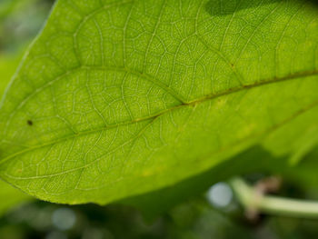 Close-up of insect on leaf