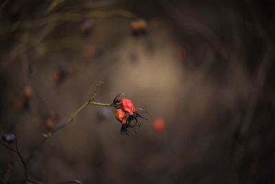 Close-up of insect on plant