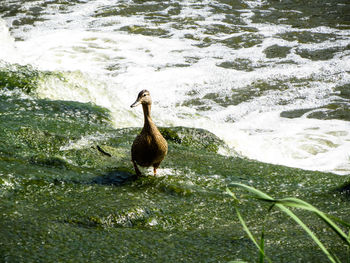 Duck in a lake