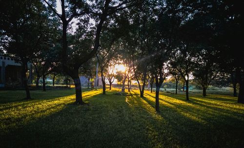 Trees in park