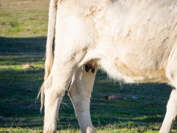 Horse standing in a field