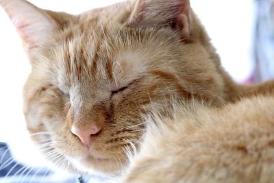 Close up of orange tabby cat