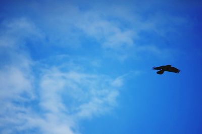 Low angle view of birds flying against blue sky