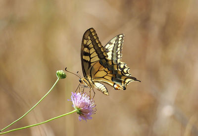 Close-up of butterfly pollinating on purple flower