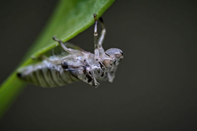 Close-up of insect