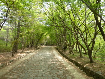 View of trees in forest