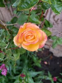 High angle view of rose on plant