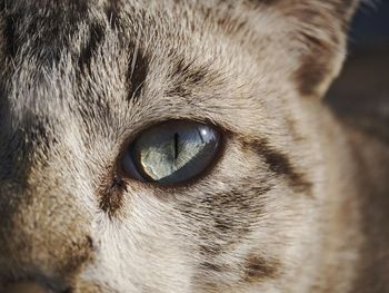 Close-up of cat