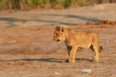 A young lion cub in botswana
