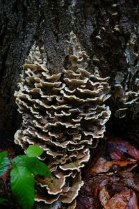 Close-up of tree trunk