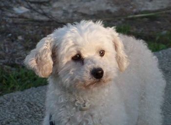 Close-up portrait of dog