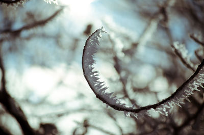 Close-up of frozen plant