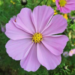 Close-up of pink cosmos flower