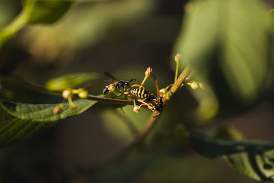 Close-up of insect on plant