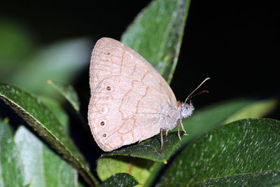 Close-up of butterfly on leaf