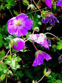 Close-up of raindrops on purple flowering plant