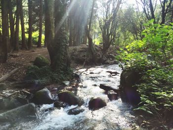 Scenic view of forest