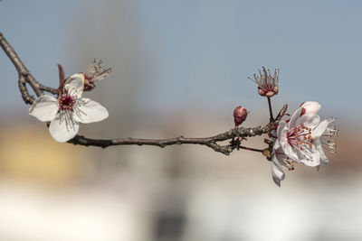 Close-up of cherry blossom