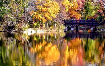 Reflection of trees in lake during autumn