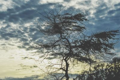 Low angle view of silhouette tree against sky