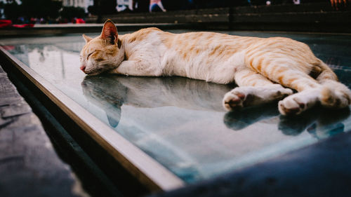Cat sleeping on table 