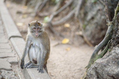 Portrait of monkey sitting on tree