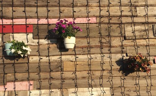 Close-up of potted plants on wooden wall