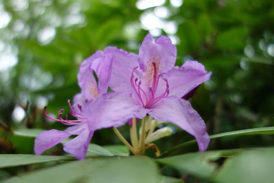 Close-up of pink flowering plant