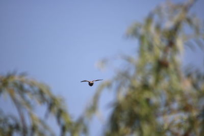 Low angle view of bird flying in sky