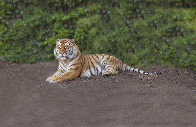 Cat lying on the road