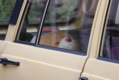 Close-up of a cat looking through car window