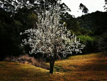 View of tree in park