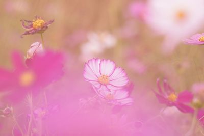 Close-up of pink cosmos flowers