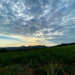 Scenic view of field against sky during sunset