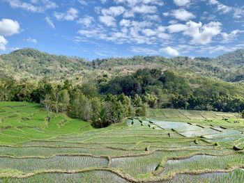 Scenic view of agricultural field against sky