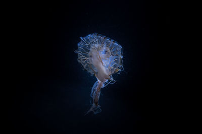 Jellyfish over black background