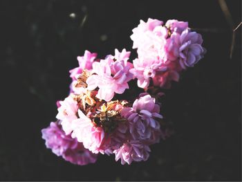 Close-up of pink flowers blooming against black background