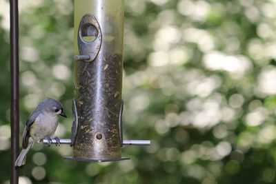 Close-up of bird perching on feeder