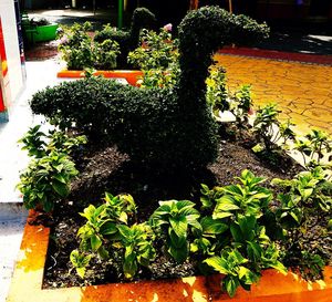 Close-up of potted plant in garden