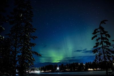 Low angle view of trees against star field