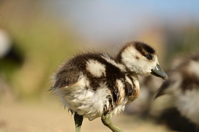 Close-up of bird