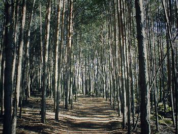 Bamboo trees in forest